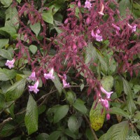 Strobilanthes pulcherrima T.Anderson